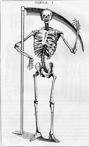 How to Draw a Skeleton - Depicting the Bones in the Human Body