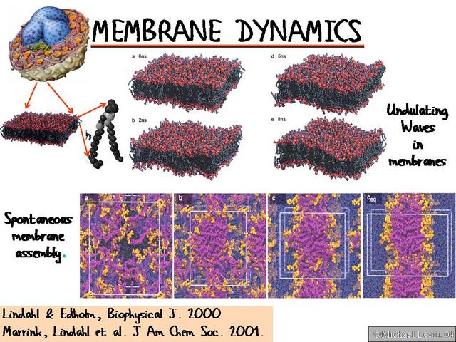 Membrane_Dynamics