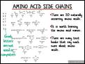 Amino_Acid_Side_Chains