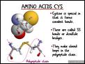 Amino_Acids_Cys