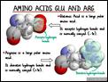 Amino_Acids_Glu_and_Arg