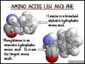 Amino_Acids_Leu_and_Phe