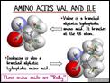 Amino_Acids_Val_and_Ile