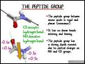 The_Peptide_Group