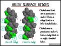 Helix Surface Ridges