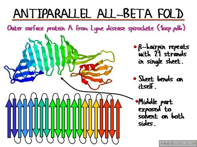 Antiparallel_All-Beta_Fold