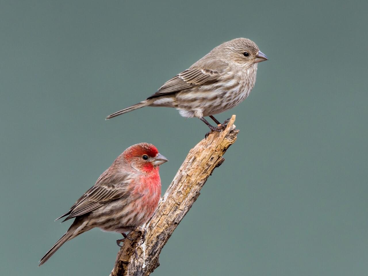 The study featured house finches...