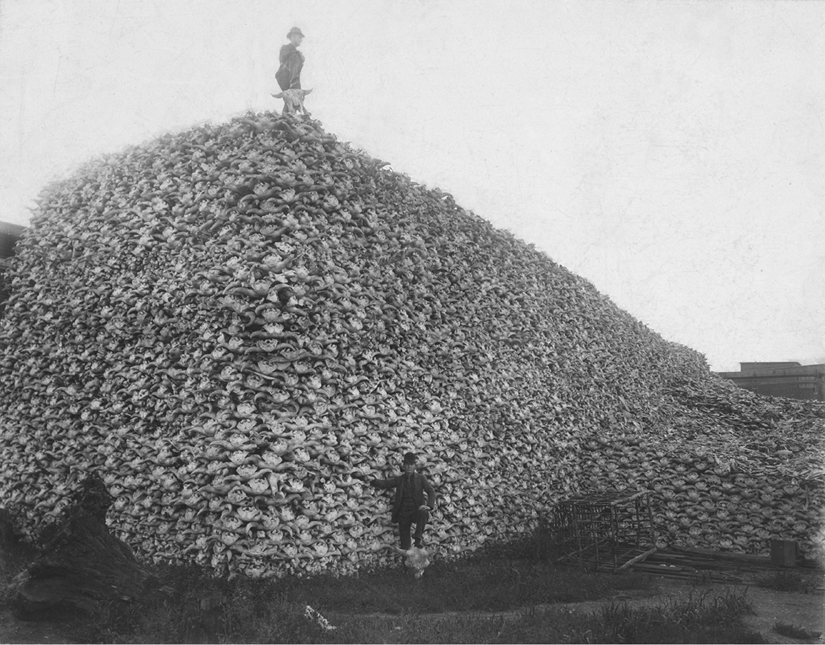 Two men pose with an enormous mountain of bison skulls.