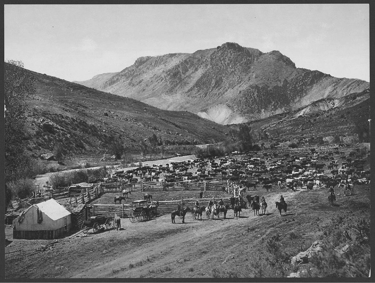 Riders pose in front of numerous cattle alongside a small river in the mountains.