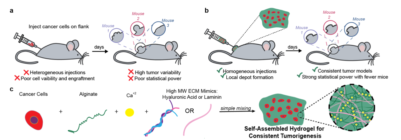 Hydrogels for precise tumor inoculation in preclinical research ...