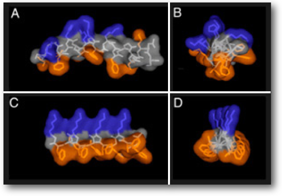 NMR structure of magainin-2 in DPPC micelles.