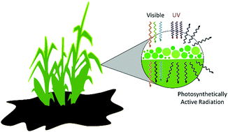 103. A Phytophotonic Approach to Enhanced Photosynthesis