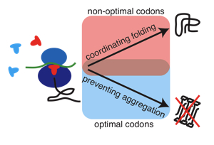 Frydman Lab | Stanford University