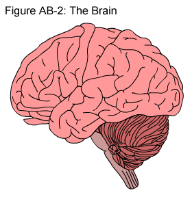 Fig AB-2: The Brain