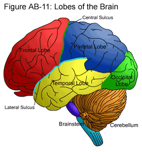 Fig AB-11: Lobes of the Brain