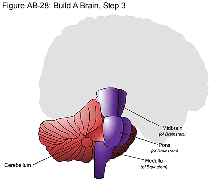 Fig AB-28: Build A Brain, Step 3