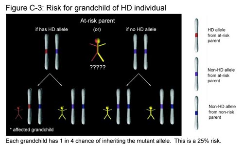 Fig C-3: Risk for Grandchild of HD Individual