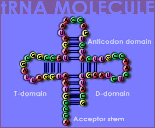 Fig P-8: The tRNA Molecule