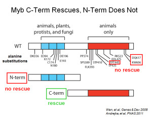 c-term rescue