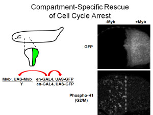compartment specific rescue cell cycle arrest