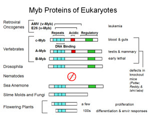 eukaryotic myb proteins