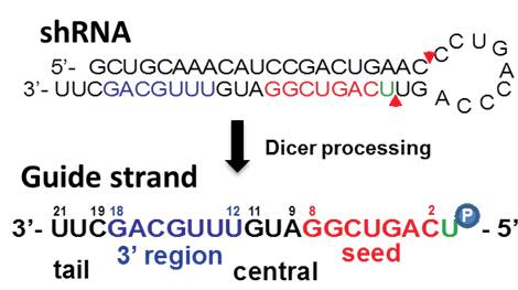 Sirna Shrna Oligo Optimal Design