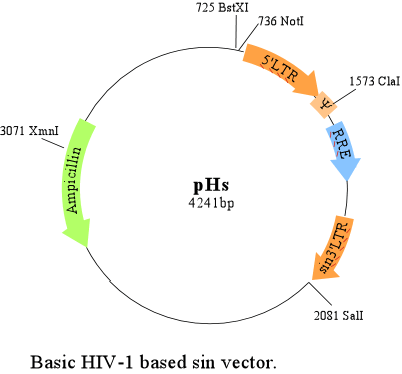 HIV-based lentiviral vectors: Origin and sequence differences -  ScienceDirect