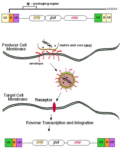 retrovirus diagram