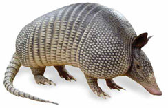 tatou animal texas catenin/armadillo Homepage   The Wnt Î²