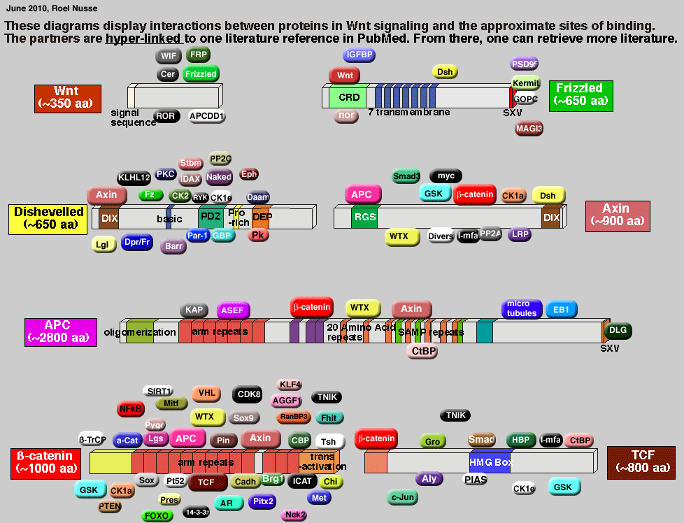 Wnt Protein interactions