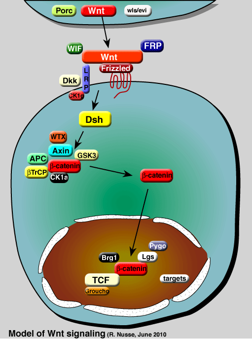 Wnt signaling pathway diagram | The Wnt Homepage