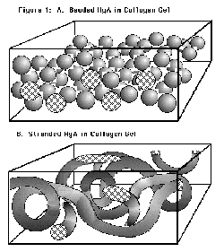 Collagen Hyaluronic Acid Matrices For Connective Tissue Repair