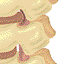 photo of spine