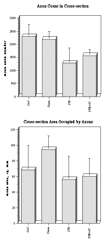 photo of nerve tissue