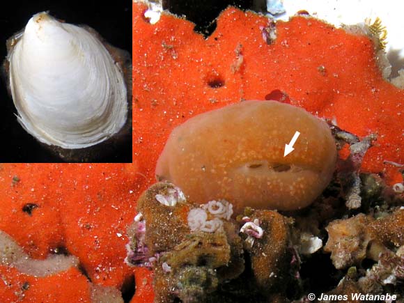 Class Bivalvia (Pelecypoda) | SEANET