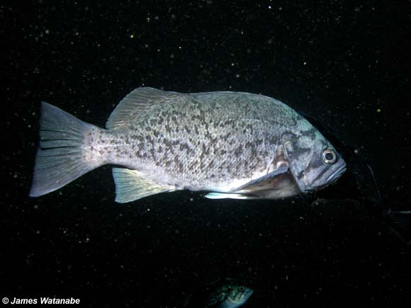 Phylum Chordata, Subphylum Vertebrata: Rockfishes & Greenling | SEANET