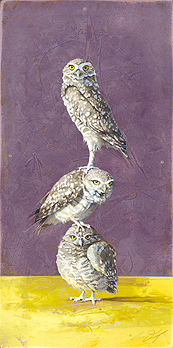 Andrew Denman Burrowing Owls