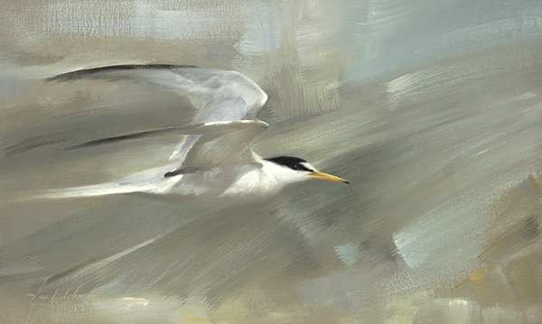 Jay Johnson Least Tern