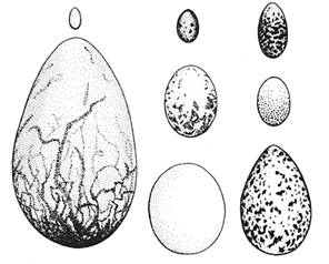 Eggs and Their Evolution