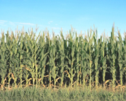 Photo of corn fields