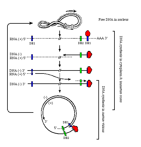 rep3.gif (6286 bytes)