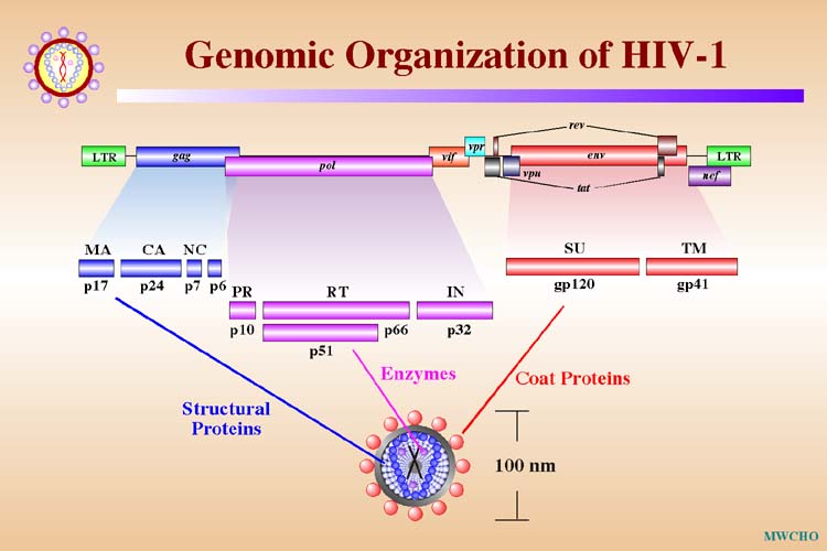 HIV-1b.jpg