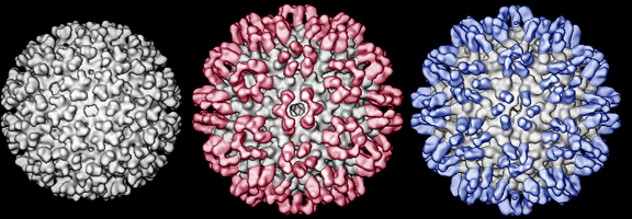 Nucleocapsid Structure