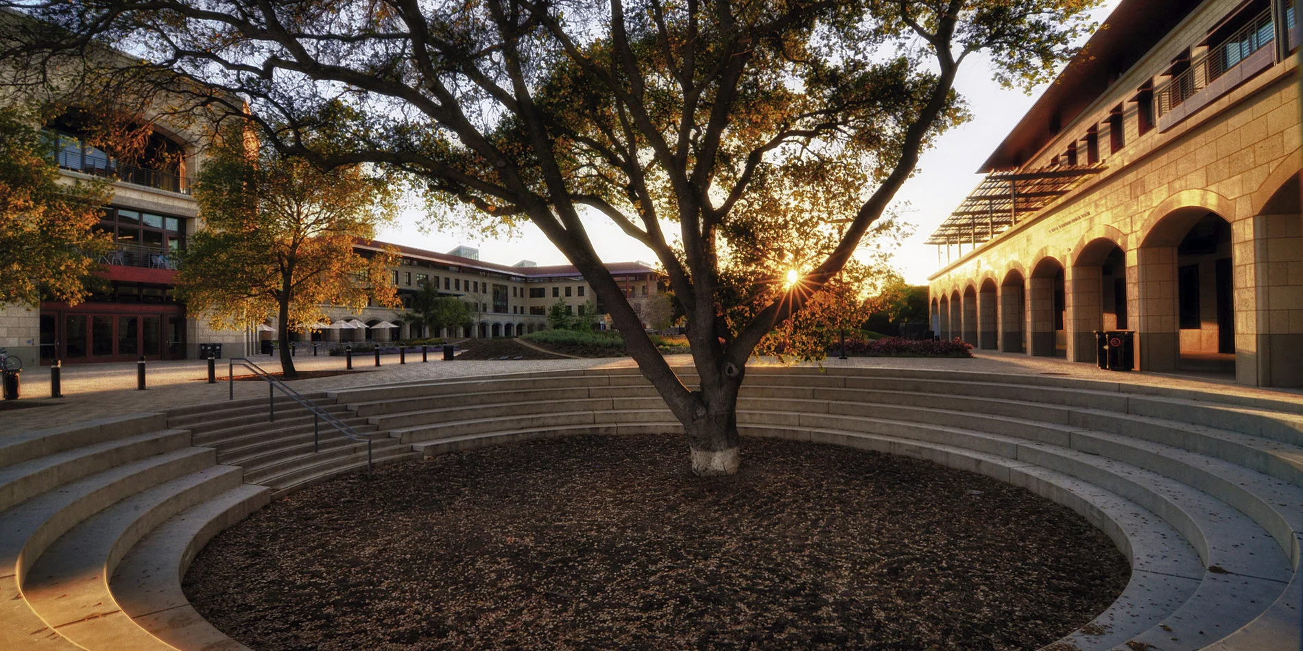 Sunset shining through a courtyard tree beside Stanford's golden sandstone arches.