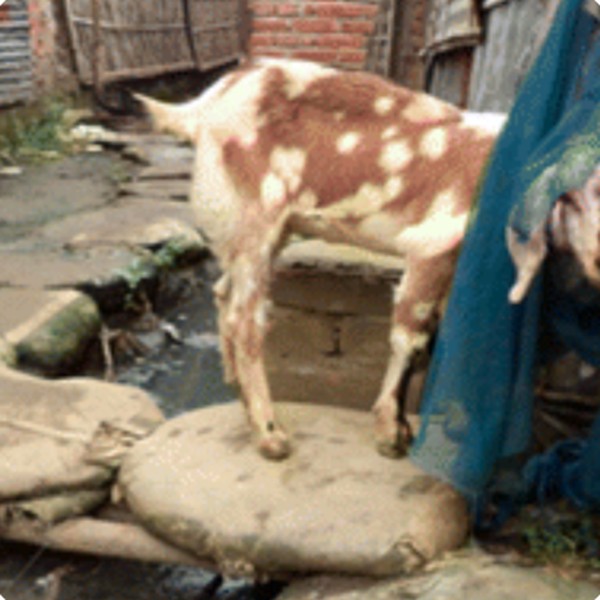 Environmental detection and health risks of enteric pathogens in low-income communities