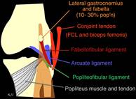 Stanford Musculoskeletal MRI atlas