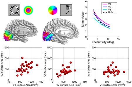 Summary figures from visual field representations paper