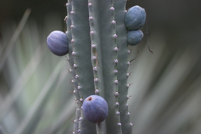 November Cactus