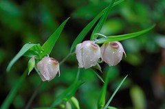 White Globe Lilies  
Sweet Springs Trail, Portola Valley Ranch