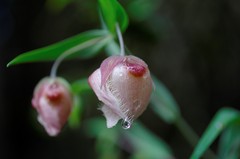 White Globe Lily 
Deer Path Trail, Portola Valley Ranch